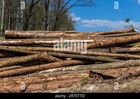 pile de troncs de pin pour transformation ultérieure dans une scierie, grumes de pin sciées situées sur le territoire forestier Banque D'Images