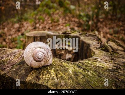 Un escargot perché sur une bûche dans une zone boisée, sur fond d'une souche d'arbre. Banque D'Images