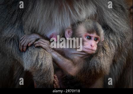 Gros plan d'un singe-neige adulte qui enferme sa jeune progéniture dans ses bras Banque D'Images