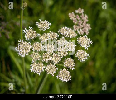 Gros plan de la tête de fleurs ombelligérantes de Heracleum sphondylium, nom commun Hogweed (également appelé Cow Parsnip) en pleine croissance dans la campagne britannique Banque D'Images