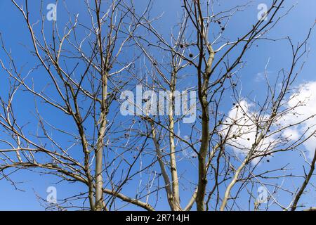 arbre de sycamore par temps ensoleillé au début du printemps, jeune sycamore sans feuillage au début du printemps Banque D'Images