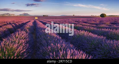 Coucher de soleil sur les champs de lavande en Provence. Vue panoramique sur le plateau de Valensole dans les Alpes-de-haute-Provence. France Banque D'Images