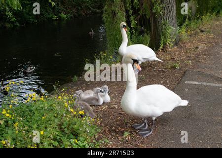 Uxbridge, quartier londonien de Hillingdon, Royaume-Uni. 6th juin 2023. Une famille de cygnes muets avec cinq beaux cygnets moelleux sur le canal de Grand Union à Uxbridge. L'épidémie de grippe aviaire plus tôt cette année a tué beaucoup de cygnes en Angleterre, il est donc bon de voir de nouveaux cygnes naître. Crédit : Maureen McLean/Alay Banque D'Images