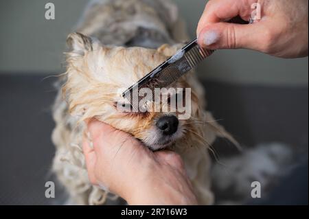 Une femme peigne le museau d'un mignon chien de Poméranie dans un salon de toilettage. Banque D'Images