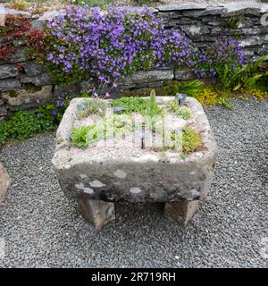 Les creux de la pierre plantée de plus en plus de petites plantes alpines à Holehird Gardens, Windermere, Cumbria, UK, FR. Banque D'Images