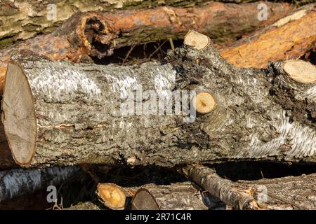 pile de bois scié après la déforestation, récolte de bois sur le territoire de la forêt pour livraison ultérieure à l'entreprise Banque D'Images