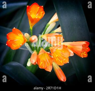 Bush Lily Calgary Zoo Alberta Banque D'Images