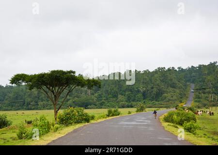 Sur la route, autour de l'awasa, Ethiopie Banque D'Images