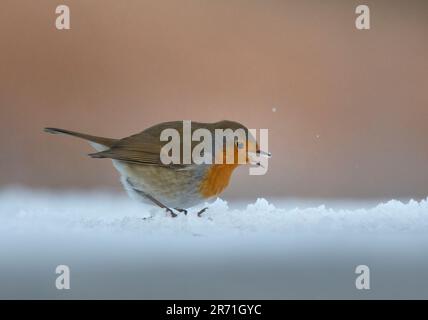 Robin, erithacus rubecula, oiseau unique debout dans la neige, Dumfries, Écosse, Banque D'Images