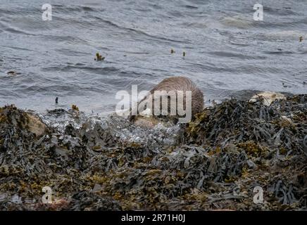 Otter mâle sauvage, Lutra lutra, dans les Hébrides intérieures, en Écosse, fourrager le rivage d'un Loch Banque D'Images