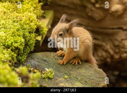 Un mignon et petit bébé écossais rouge écureuil dans la forêt à la recherche de nourriture Banque D'Images