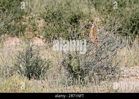 Meerkat (Suricata surigatta), debout en équilibre sur un arbuste épineux, garde au belvédère, Kalahari, Parc transfrontalier Kgalagadi, Cap Nord, Banque D'Images