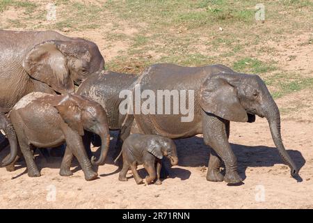 Éléphants de brousse africains (Loxodonta africana), troupeau avec jeunes et bébés marchant le long du trou d'eau, parc national d'éléphants d'Addo, Cap oriental, Afrique du Sud Banque D'Images