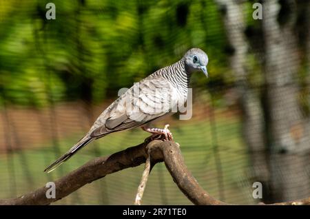 Dove paisible, Geopelia placida. Banque D'Images