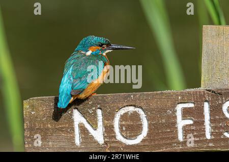 Gros plan détaillé d'un oiseau kingfisher britannique isolé (Alcedo atthis) perché à l'extrémité d'un panneau « interdiction de pêche ». Banque D'Images