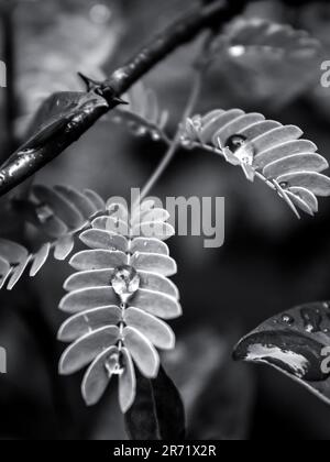 Vue en noir et blanc des gouttelettes d'eau sphériques, équilibre sur les petites feuilles ferniales d'un Acacia Banque D'Images