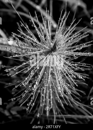 En regardant vers le bas sur un petit épelette de pin, en noir et blanc, avec ses aiguilles recouvertes de gouttelettes d'eau Banque D'Images