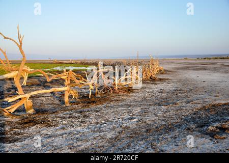 Djibouti. Région du lac Abbe. paysage Banque D'Images