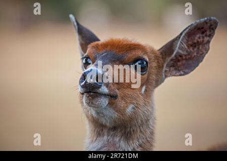 Buck femelle (Tragelaphus scriptus) 15524 Banque D'Images