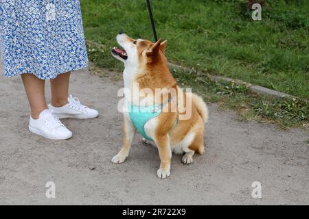 L'Akita japonais est une grande race de chien spitz. Le chien attend un régal de son propriétaire. Le chien rouge est assis sur une laisse avec une bouche ouverte regarde le Banque D'Images