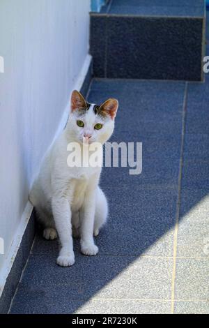 Chat grec assis à l'ombre sur l'île grecque de Kalymnos, dans le Dodécanèse, mer Égée, Grèce Banque D'Images