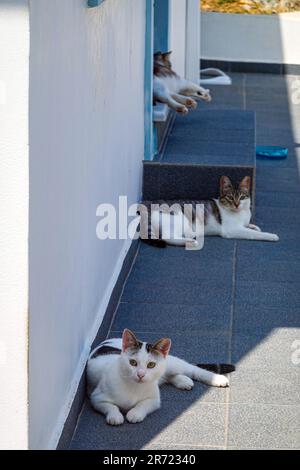 Chat grec assis à l'ombre sur l'île grecque de Kalymnos, dans le Dodécanèse, mer Égée, Grèce Banque D'Images