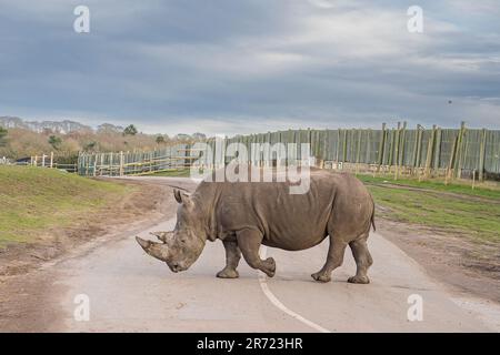 Vue latérale d'un rhinocéros adulte isolé traversant la route lors du safari au West Midland Safari Park, Bewdley, Worcestershire, Royaume-Uni. Banque D'Images