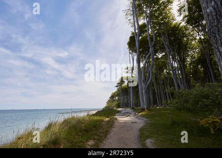 Urnüchsiger Gespensterwald in Nienhagen an der Ostsee, nahe Warnemünde, Mecklembourg-Poméranie-Occidentale, Allemagne Banque D'Images