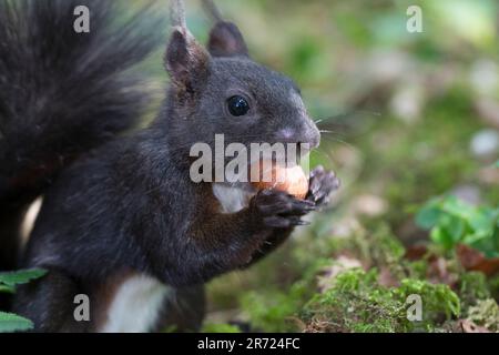 Eichhörnchen, fransst eine Haselnuss, Haselnuß, Nuss, Nuß, Europäisches Eichhörnchen, Eurasisches Eichhörnchen, Sciurus vulgaris, écureuil rouge européen Banque D'Images