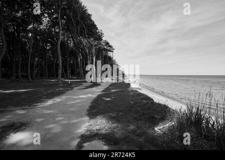 Urnüchsiger Gespensterwald in Nienhagen an der Ostsee, nahe Warnemünde, Mecklembourg-Poméranie-Occidentale, Allemagne Banque D'Images