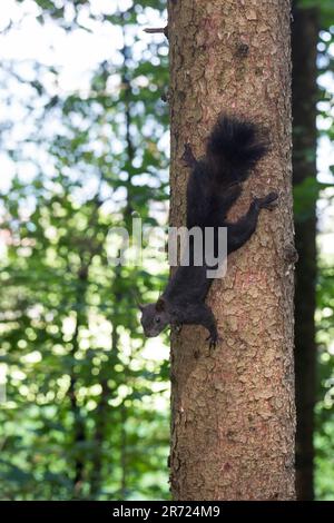 Eichhörnchen, klettert am Stamm, Baumstamm herunter, Europäisches Eichhörnchen, Eurasisches Eichhörnchen, Sciurus vulgaris, écureuil rouge européen, rouge Banque D'Images