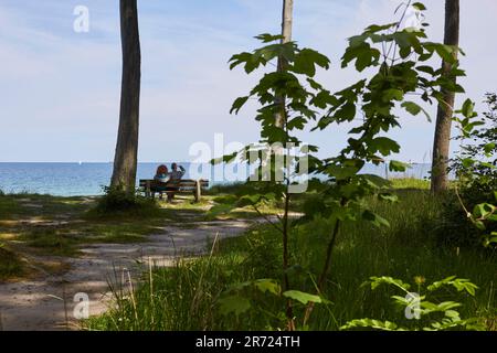 Urnüchsiger Gespensterwald in Nienhagen an der Ostsee, nahe Warnemünde, Mecklembourg-Poméranie-Occidentale, Allemagne Banque D'Images