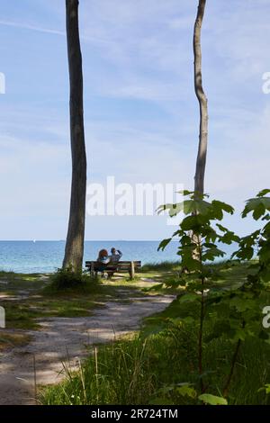 Urnüchsiger Gespensterwald in Nienhagen an der Ostsee, nahe Warnemünde, Mecklembourg-Poméranie-Occidentale, Allemagne Banque D'Images