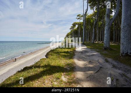 Urnüchsiger Gespensterwald in Nienhagen an der Ostsee, nahe Warnemünde, Mecklembourg-Poméranie-Occidentale, Allemagne Banque D'Images