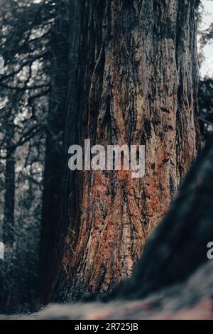 Un cliché vertical d'un grand arbre majestueux avec un tronc piquant et des branches s'étendant Banque D'Images