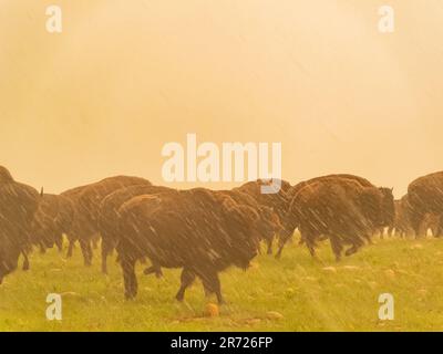 Gros plan de nombreux bisons marchant sous la pluie dans la réserve naturelle nationale des montagnes Wichita, en Oklahoma Banque D'Images