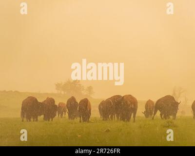 Gros plan de nombreux bisons marchant sous la pluie dans la réserve naturelle nationale des montagnes Wichita, en Oklahoma Banque D'Images