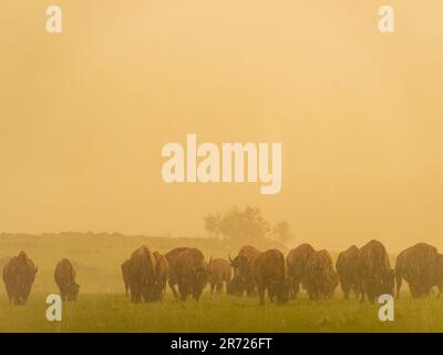 Gros plan de nombreux bisons marchant sous la pluie dans la réserve naturelle nationale des montagnes Wichita, en Oklahoma Banque D'Images