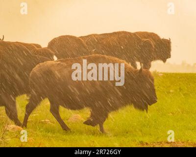 Gros plan de nombreux bisons marchant sous la pluie dans la réserve naturelle nationale des montagnes Wichita, en Oklahoma Banque D'Images