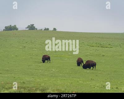 Gros plan sur de nombreux bisons qui marchent dans la réserve naturelle nationale des montagnes Wichita, en Oklahoma Banque D'Images