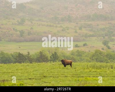 Gros plan sur de nombreux bisons qui marchent dans la réserve naturelle nationale des montagnes Wichita, en Oklahoma Banque D'Images