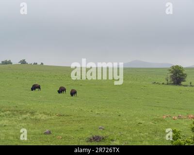 Gros plan sur de nombreux bisons qui marchent dans la réserve naturelle nationale des montagnes Wichita, en Oklahoma Banque D'Images