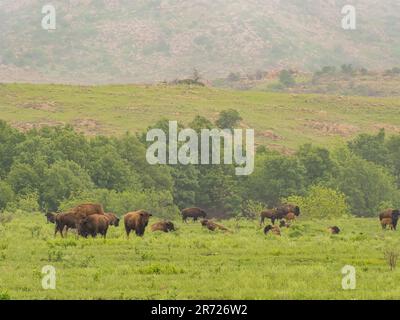 Gros plan sur de nombreux bisons qui marchent dans la réserve naturelle nationale des montagnes Wichita, en Oklahoma Banque D'Images