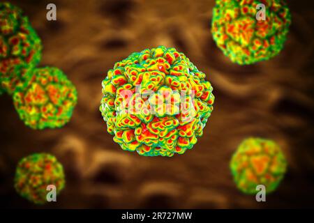 Entérovirus, illustration informatique. L'entérovirus est un genre de virus ARN à sens positif de la famille des Picornaviridae. Ils étaient à l'origine classifi Banque D'Images