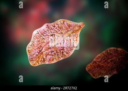 Fluke du foie. Illustration informatique d'un fluke hépatique adulte, Fasciola hepatica, parasite des moutons, des bovins et des humains. Les humains ingèrent les larves de fluke par Banque D'Images