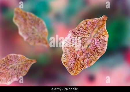 Fluke du foie. Illustration informatique d'un fluke hépatique adulte, Fasciola hepatica, parasite des moutons, des bovins et des humains. Les humains ingèrent les larves de fluke par Banque D'Images