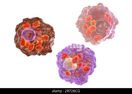 Amastigotes de Leishmania parasites à l'intérieur des macrophages, œuvres d'art. Leishmania sp. causer la leishmaniose, une maladie tropicale transmise par des morsures de l'infé Banque D'Images