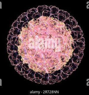 Particule de rotavirus, illustration informatique. La particule virale se compose d'un noyau d'ARN (acide ribonucléique) entouré d'une capside à triple couche. Les rotavirus Banque D'Images