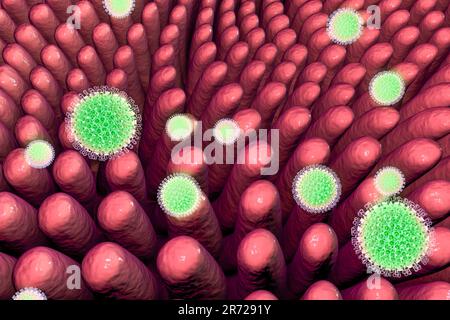 Rotavirus infectant l'intestin, illustration informatique. La particule virale se compose d'un noyau d'ARN (acide ribonucléique) entouré d'une capside à triple couche Banque D'Images