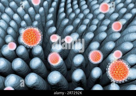 Rotavirus infectant l'intestin, illustration informatique. La particule virale se compose d'un noyau d'ARN (acide ribonucléique) entouré d'une capside à triple couche Banque D'Images